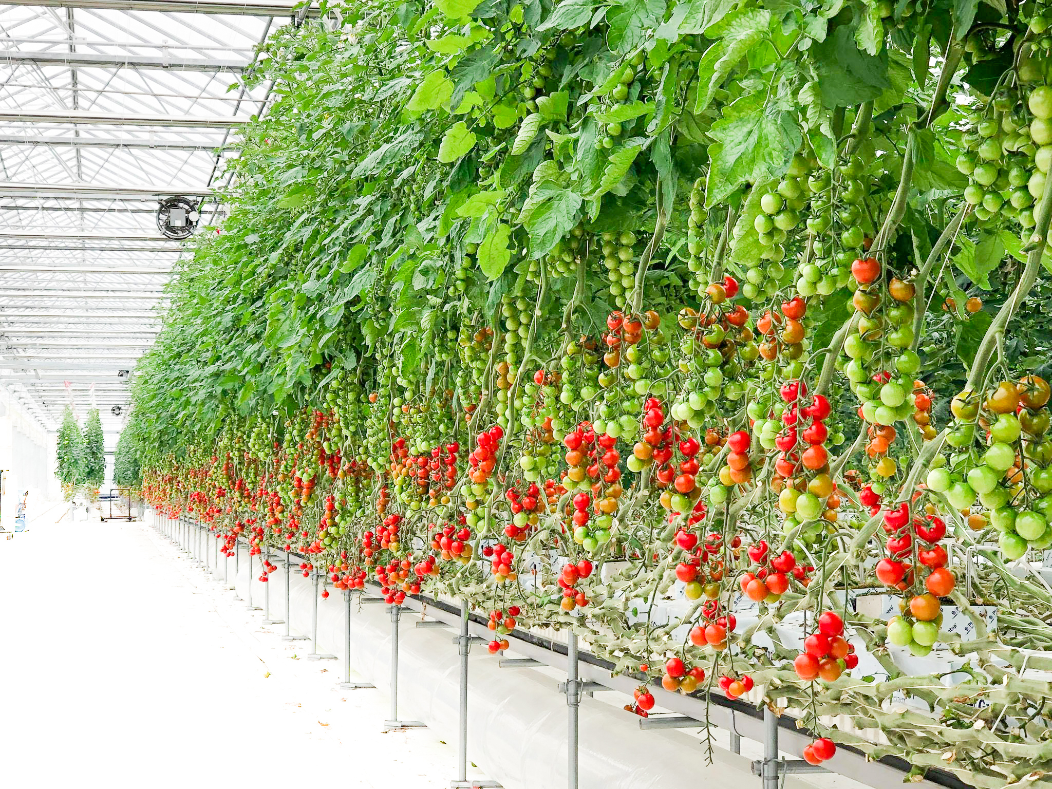 宮本農園様_トマト-2.jpg 宮本農園様_トマト-2